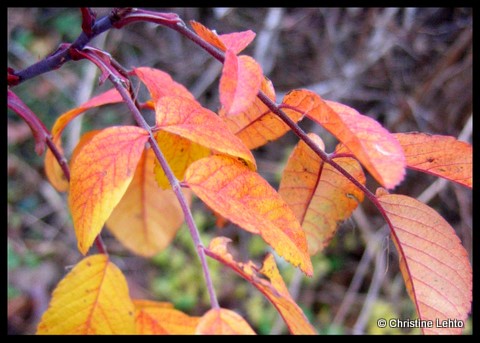 bright colored leaves