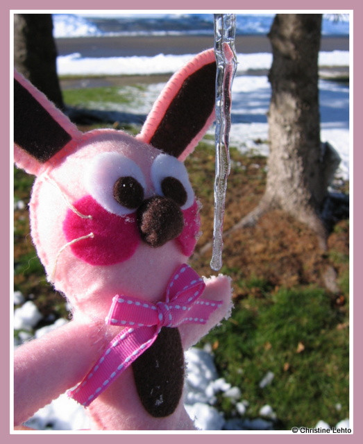 Ralphie the bunny near an icicle