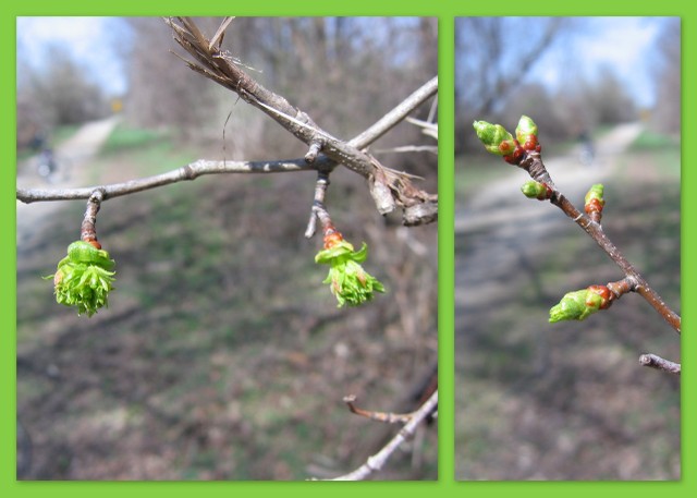 Nature trail scenery - buds growing
