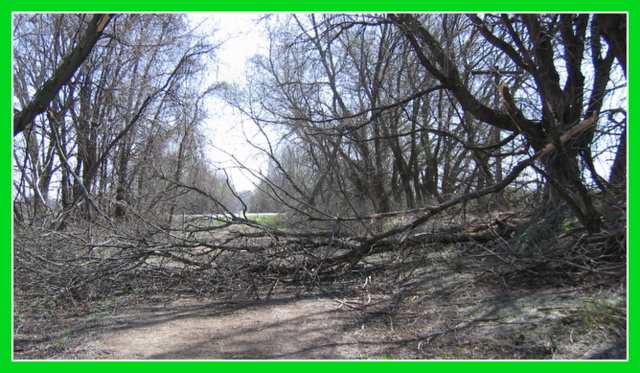 Broken tree branches over the nature trail scenery